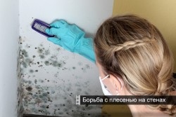 contrôle des moisissures sur les murs