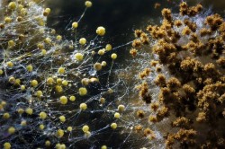 moisissure dans l'appartement 5