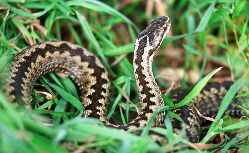 8 conseils pour chasser les serpents de la région 8 conseils pour chasser les serpents de la région
