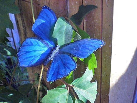 papillons de bouteilles en plastique 4