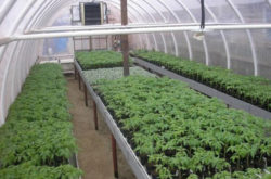 chemins dans la serre 3