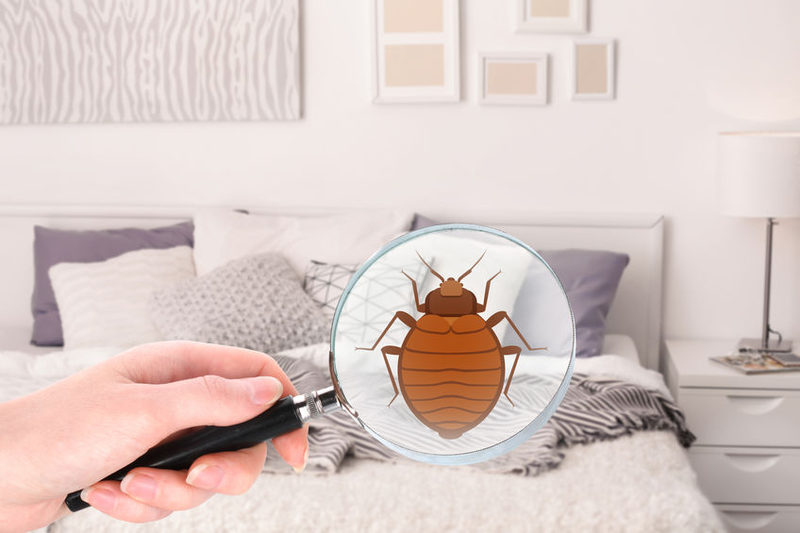 8 façons d'apporter des bugs à la maison 8 façons d'apporter des bugs à la maison