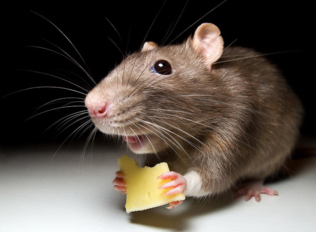 Comment se débarrasser des souris dans le pays: TOP-5 façons Comment se débarrasser des souris dans le pays: TOP-5 façons