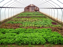 chauffage sous serre 15