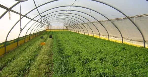 9 conseils pour choisir un film pour une serre 9 conseils pour choisir un film pour une serre