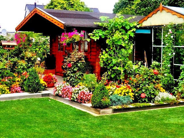 fleurs sur un petit terrain 4